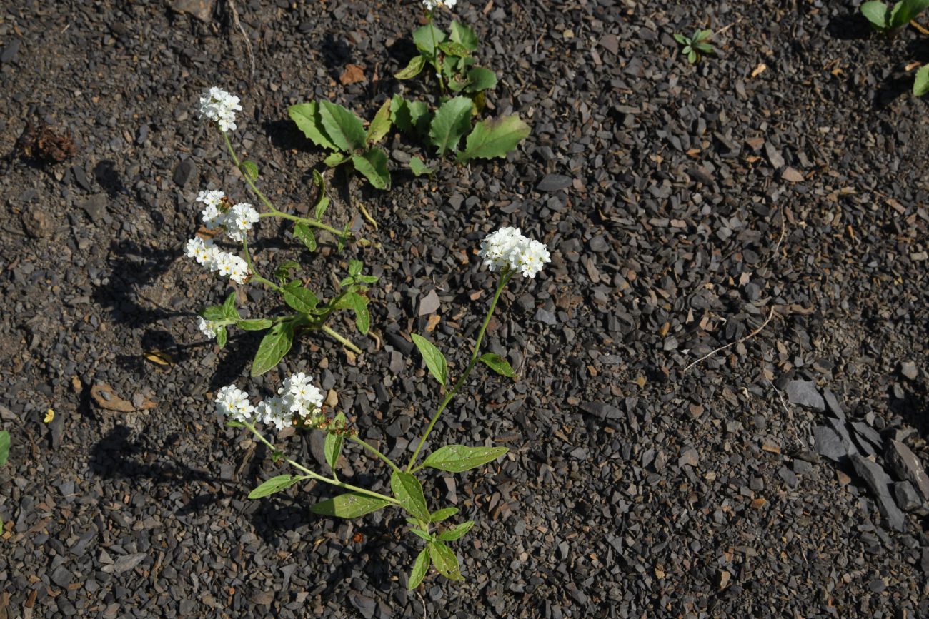 Изображение особи Heliotropium styligerum.