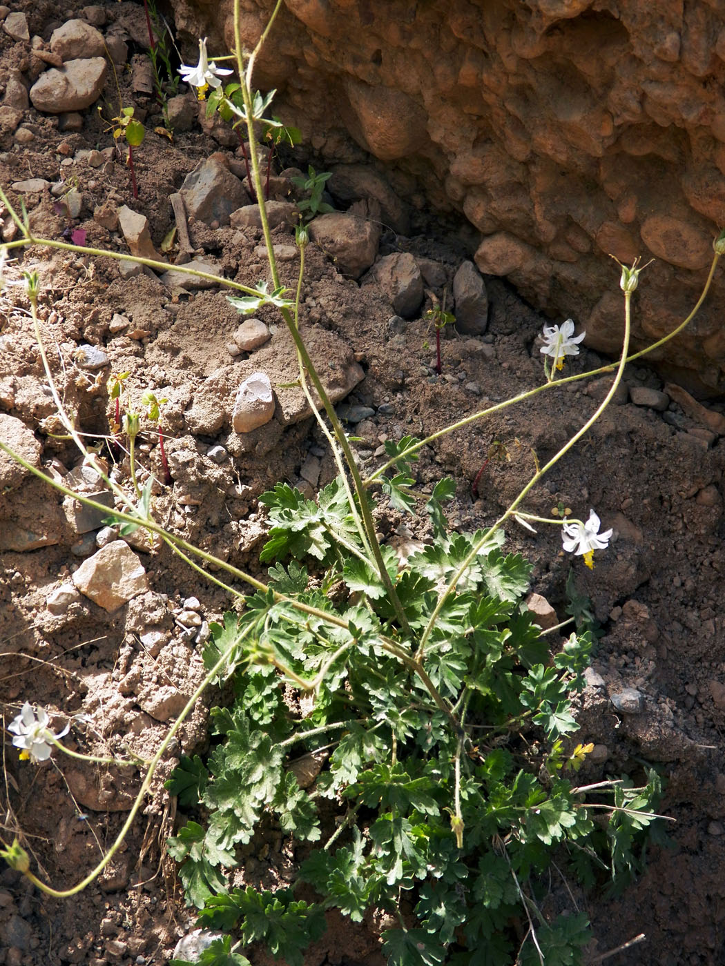 Image of genus Aquilegia specimen.