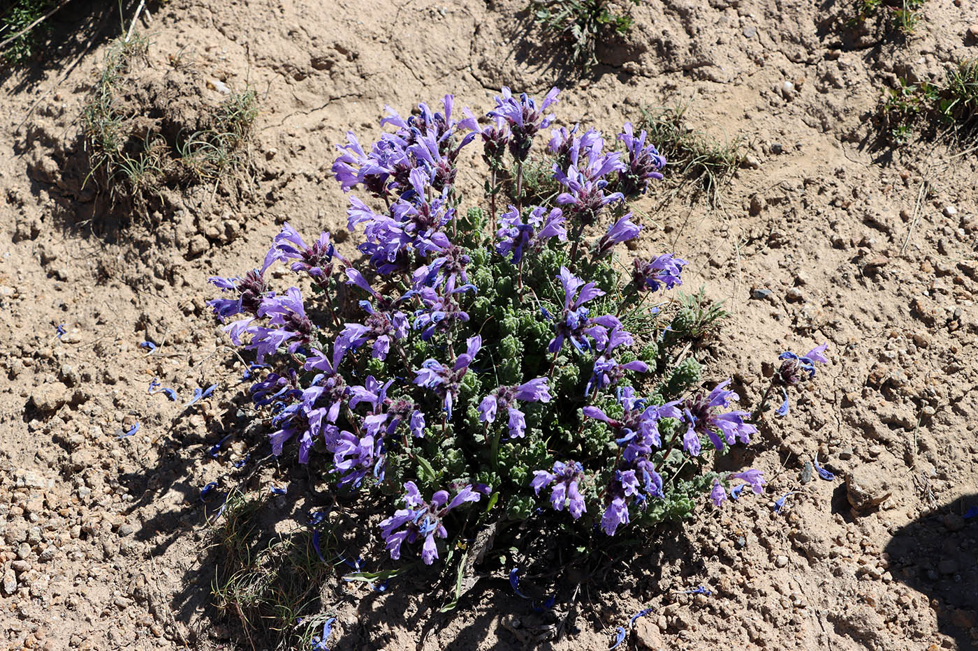 Изображение особи Dracocephalum oblongifolium.