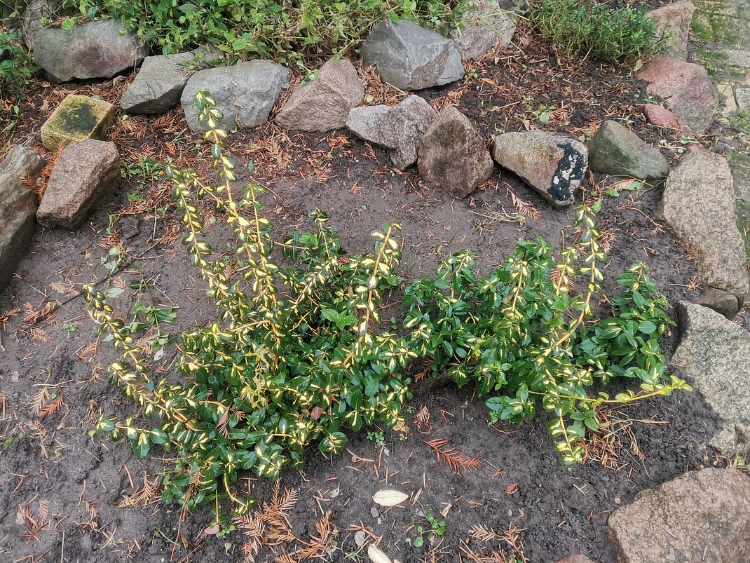 Image of Euonymus fortunei specimen.