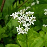 Galium odoratum