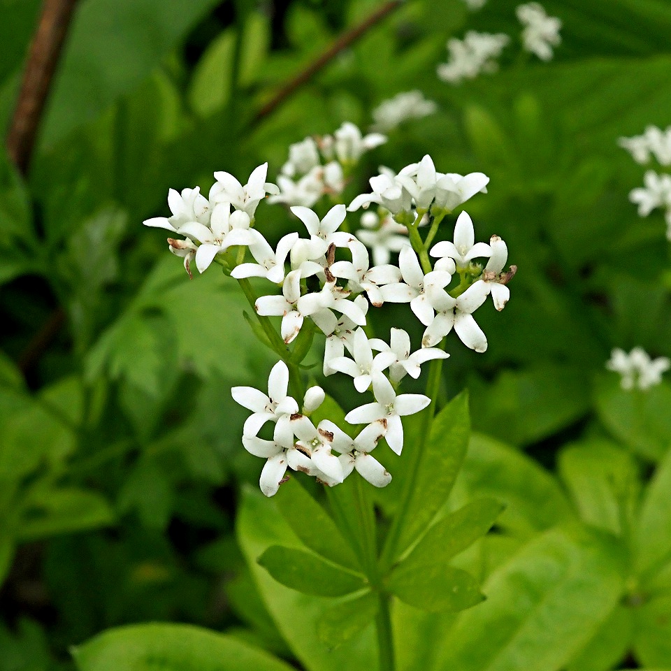 Image of Galium odoratum specimen.