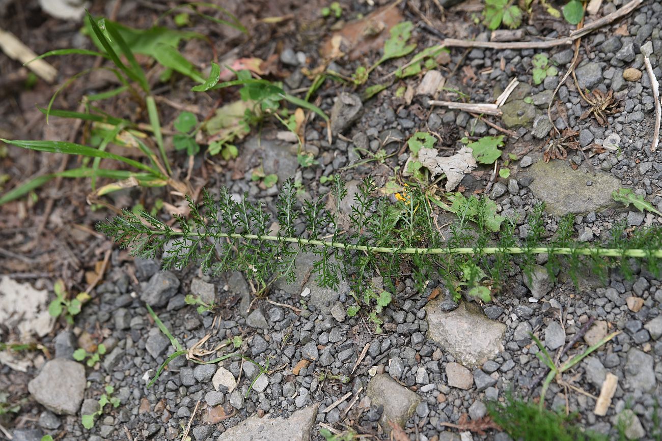 Изображение особи род Achillea.