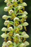 Orchis punctulata