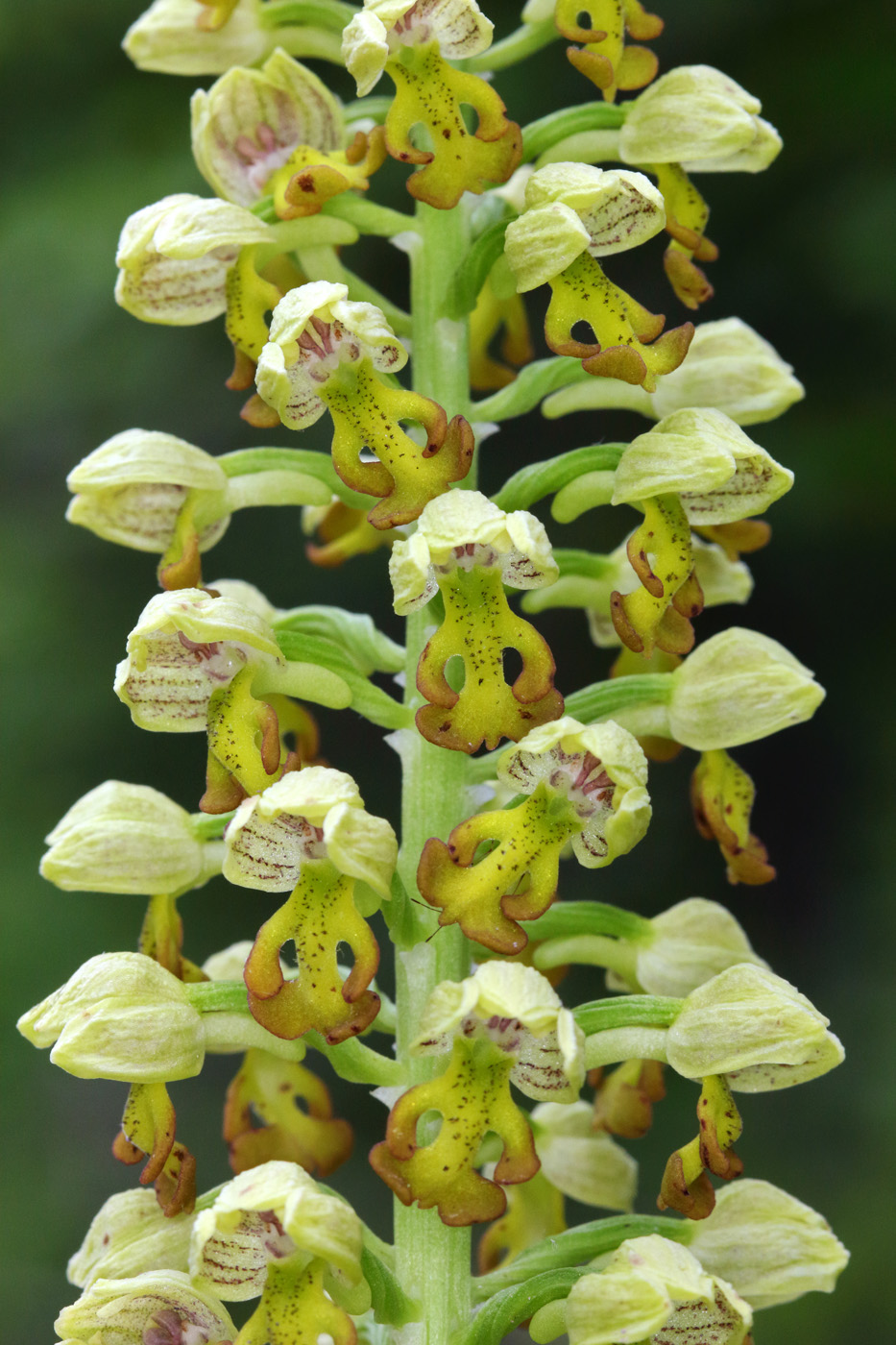 Изображение особи Orchis punctulata.