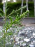 Salsola collina