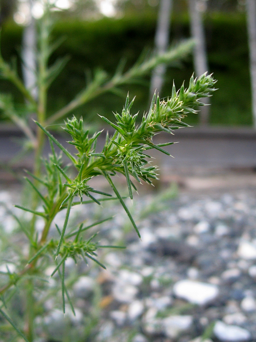 Изображение особи Salsola collina.