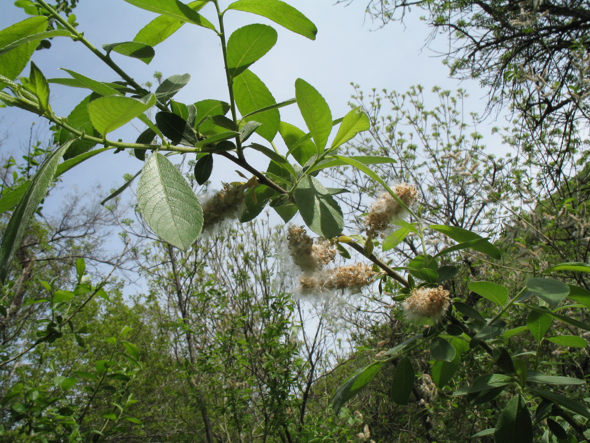 Image of Salix cinerea specimen.