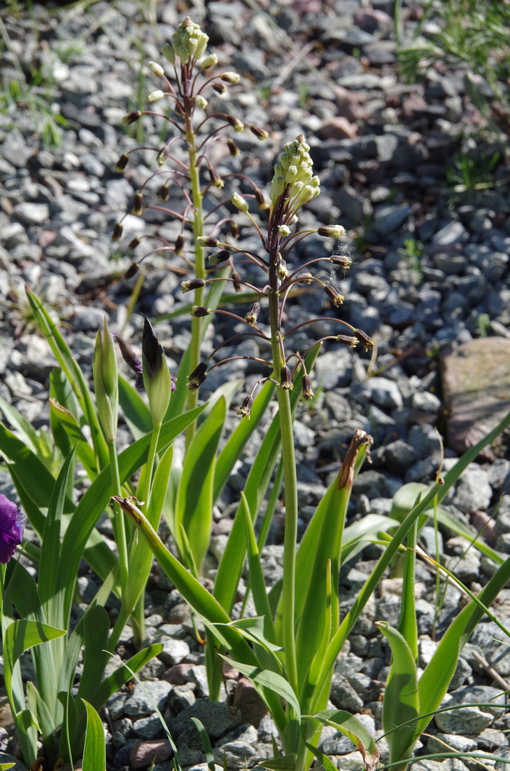 Image of Bellevalia speciosa specimen.