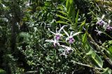 Dendrobium lineale
