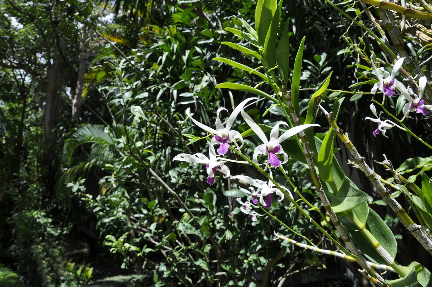 Изображение особи Dendrobium lineale.