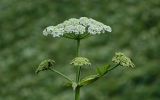 Heracleum dissectum. Верхушка побега с цветущим и бутонизирующими соцветиями. Киргизия, Джалал-Абадская обл., Западный Тянь-Шань, Чаткальский хр., перевал Кульдамбес, ≈ 2800 м н.у.м., субальпийский луг. 12.07.2022.