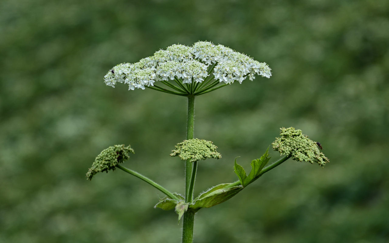 Изображение особи Heracleum dissectum.