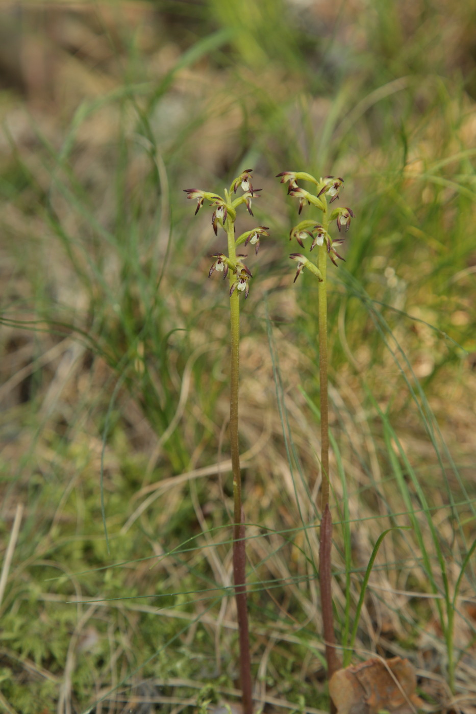Изображение особи Corallorhiza trifida.