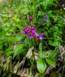 Lathyrus vernus. Соцветие. Краснодарский край, г/о Сочи, мкр. Мацеста, тропа к Агурским водопадам, лес по склону горы. 11.04.2022.