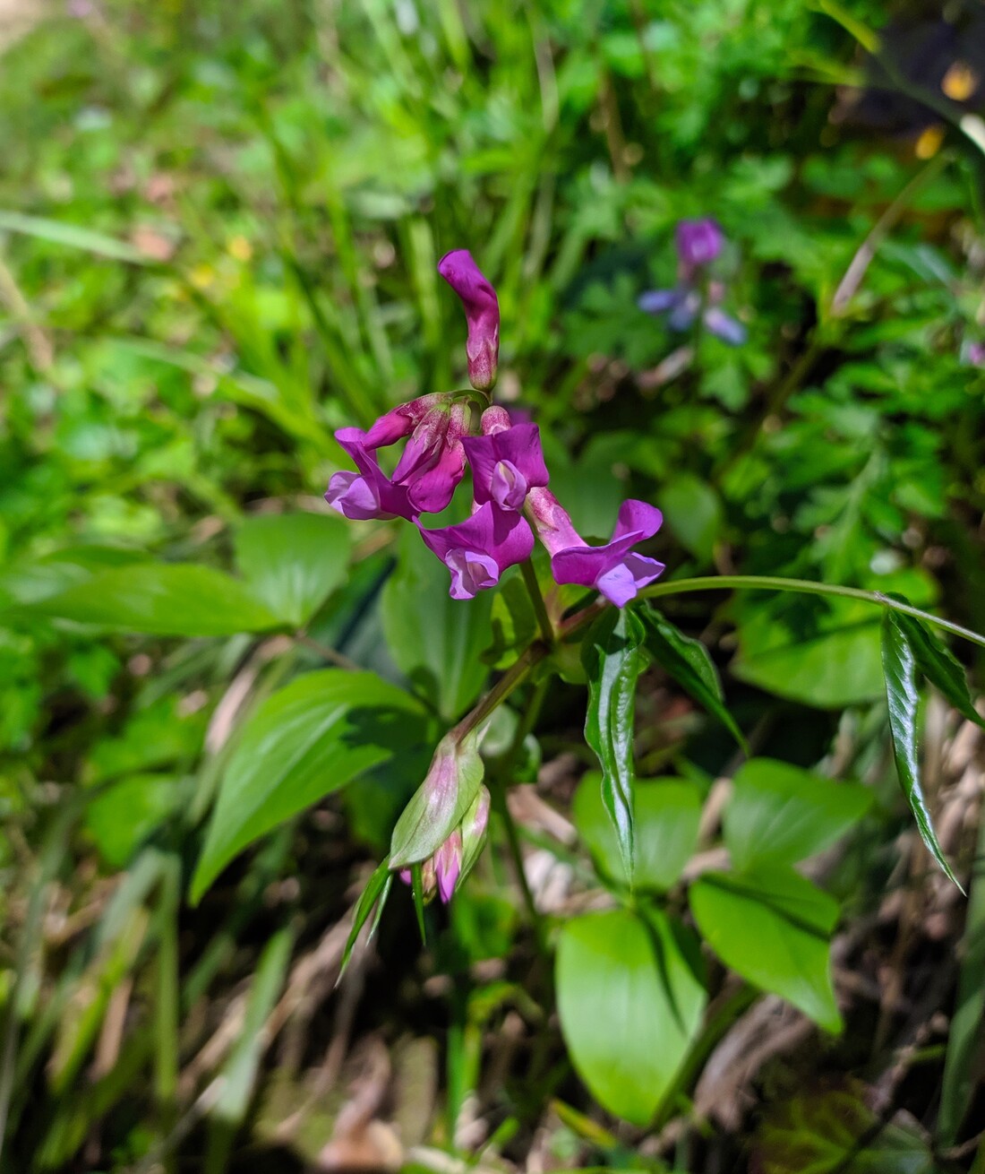 Image of Lathyrus vernus specimen.