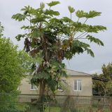 Tetrapanax papyrifer. Цветущее растение. Абхазия, Гагрский р-н, с. Лдзаа, частное подворье. 14.04.2024.