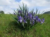 Iris biglumis