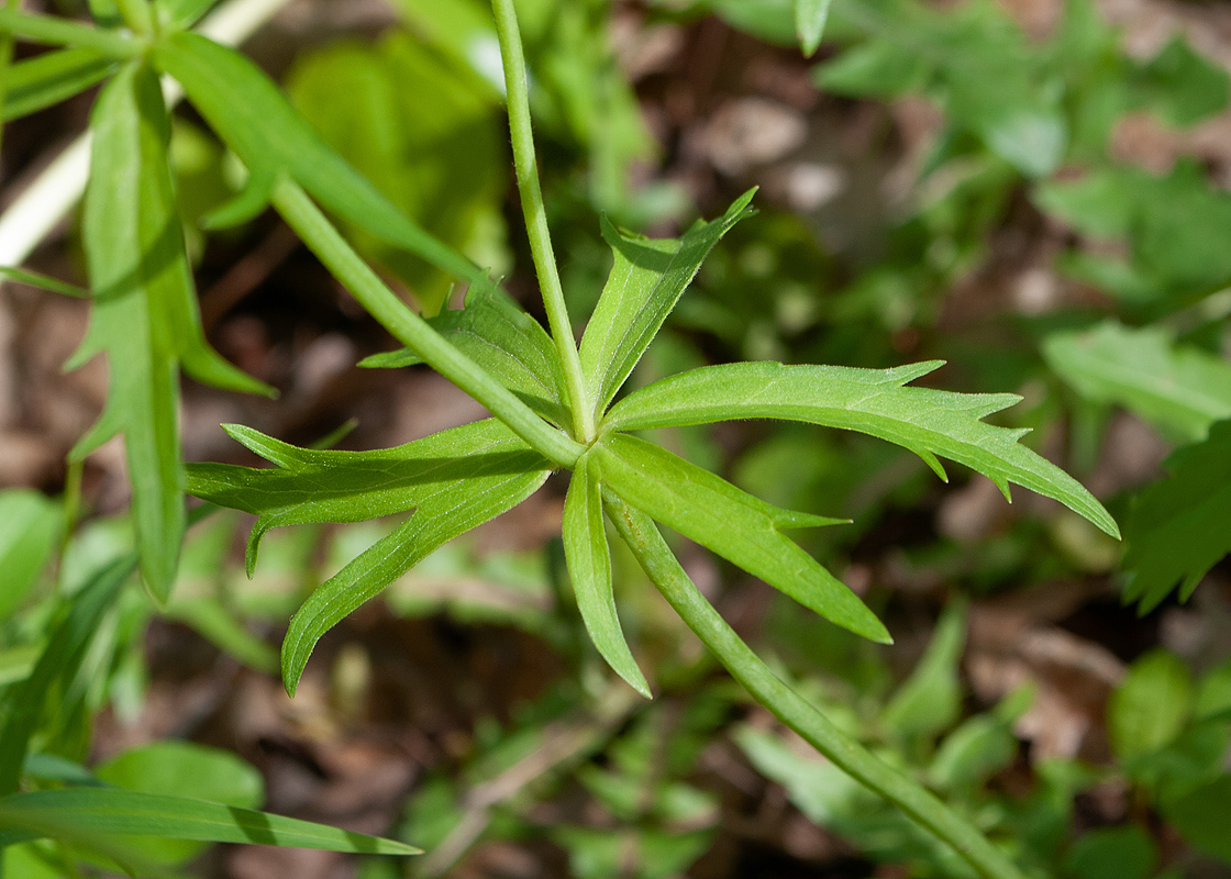 Изображение особи Ranunculus cassubicus.
