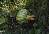 Cucurbita pepo. Развивающийся плод. Московская обл., Раменский р-н, окр. дер. Хрипань, садовый участок. 25.07.2024.