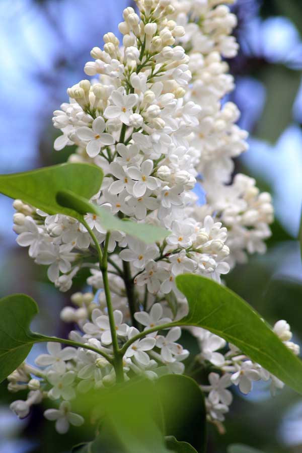 Изображение особи Syringa vulgaris.