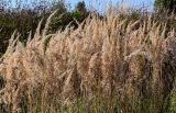 Calamagrostis epigeios