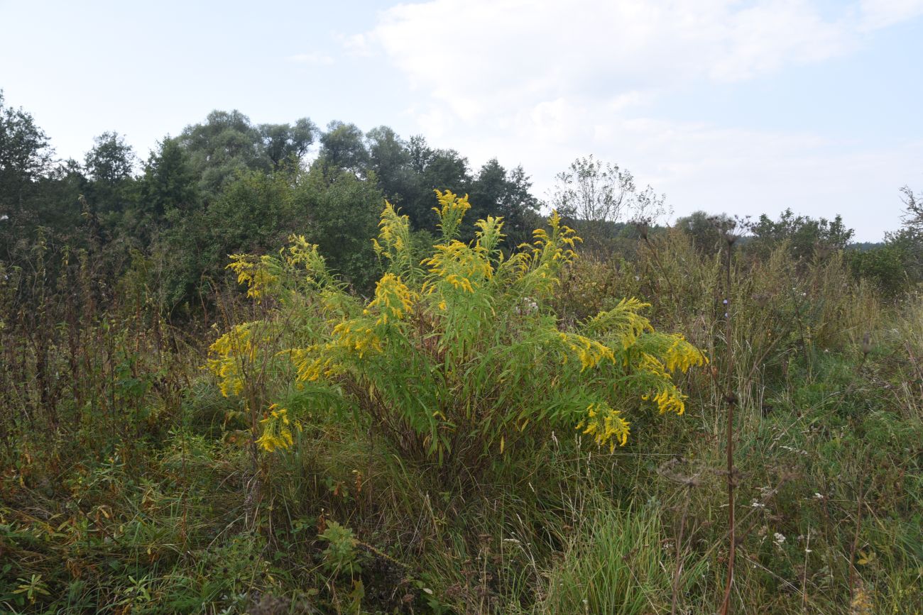 Изображение особи Solidago canadensis.