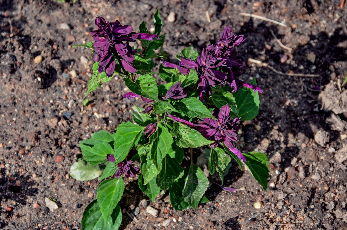 Image of Salvia splendens specimen.