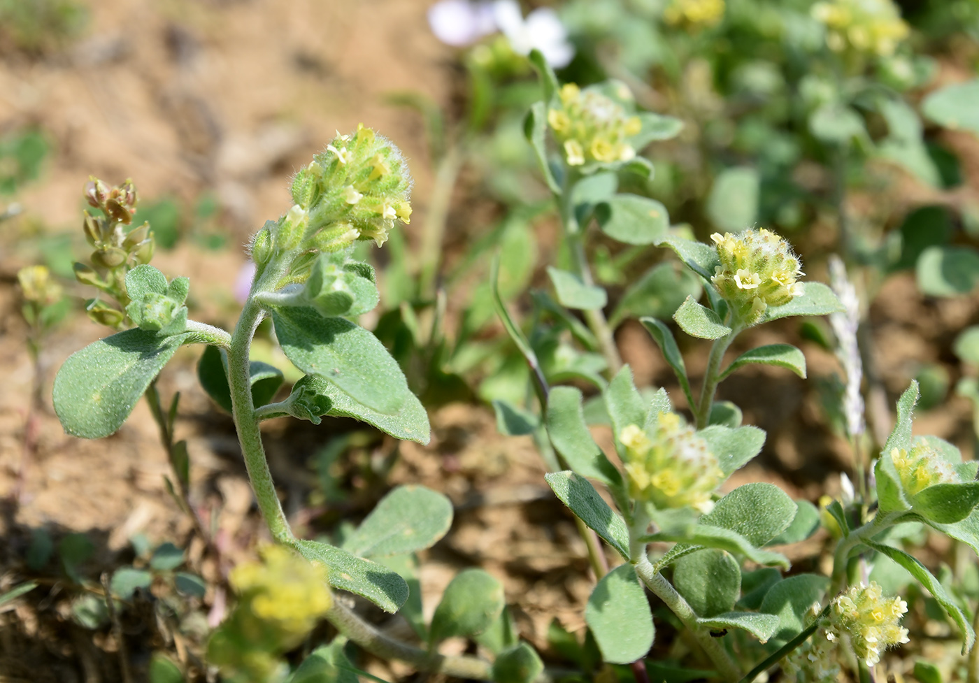 Image of Alyssum dasycarpum specimen.