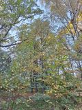 Tilia japonica