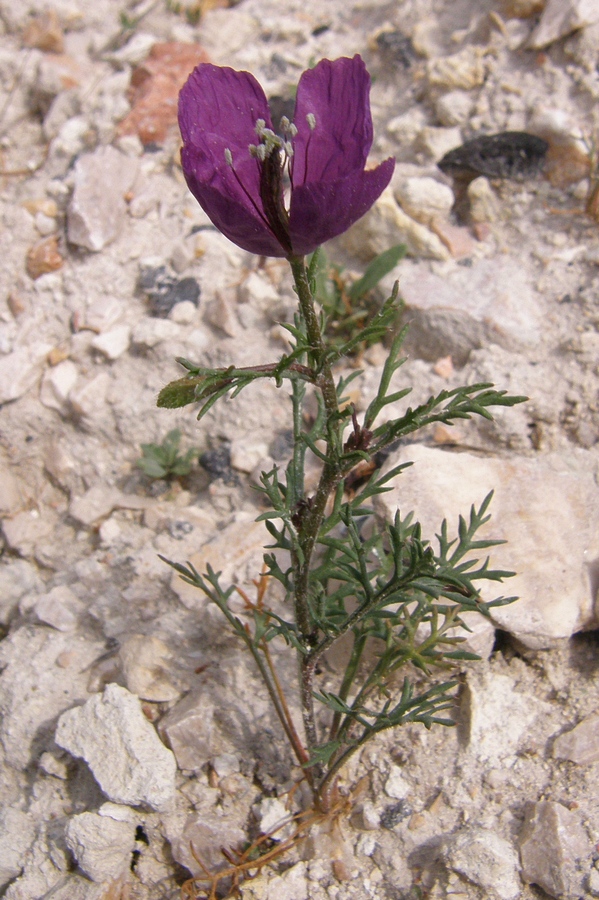 Изображение особи Roemeria hybrida.