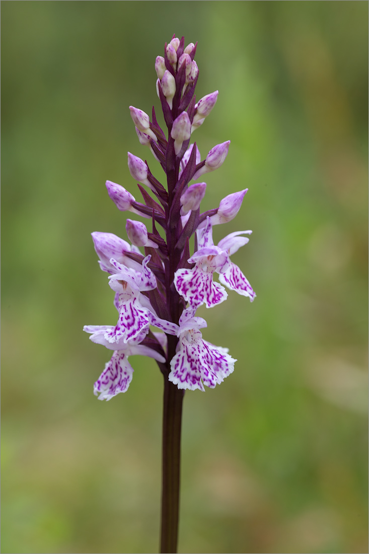 Image of Dactylorhiza psychrophila specimen.