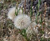 Tragopogon dubius ssp. major