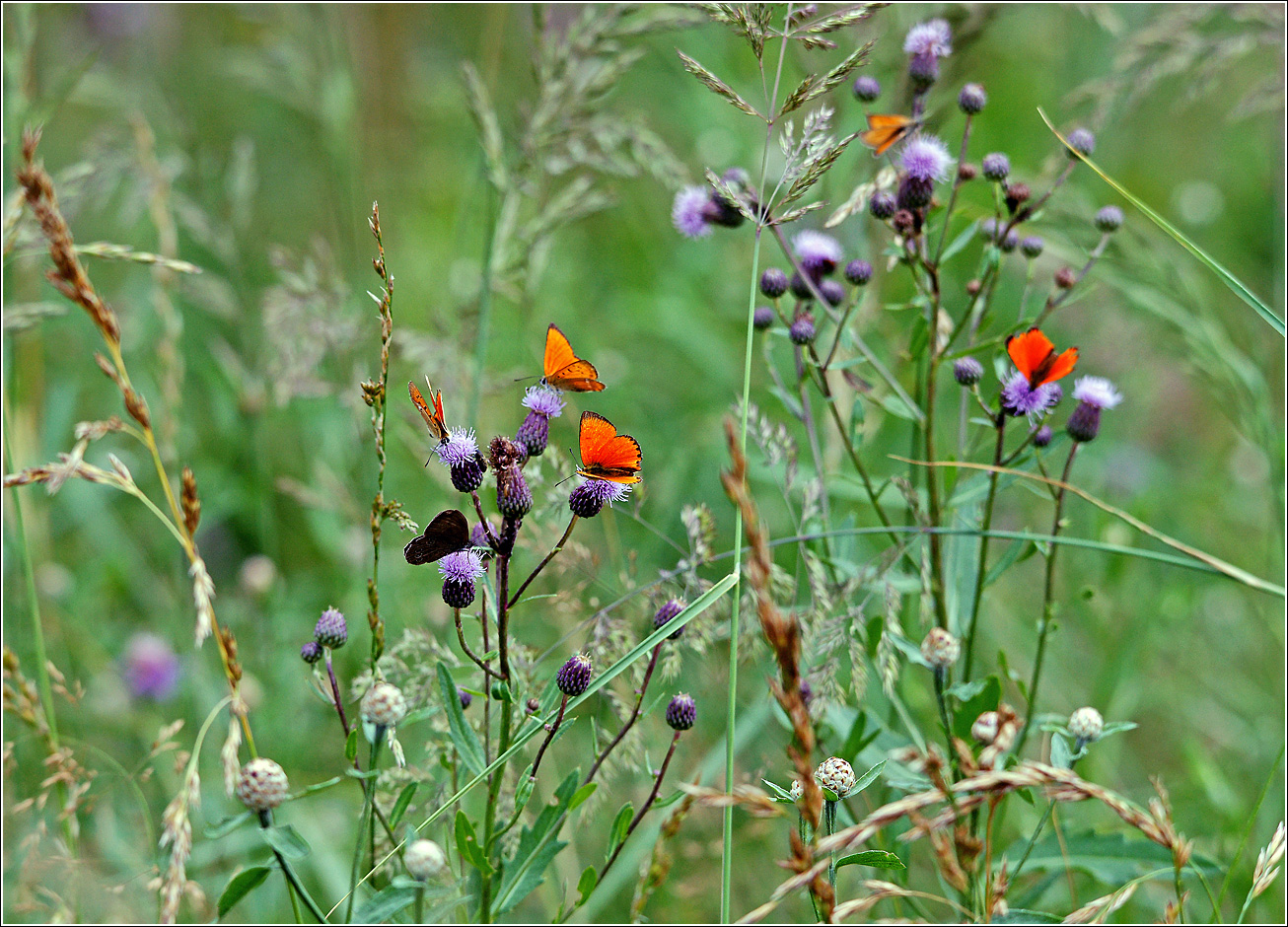 Изображение особи Cirsium arvense.