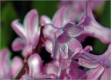 Hyacinthus orientalis. Цветок. Московская обл., Раменский р-н, окр. дер. Хрипань, садовый участок. 24.04.2025.