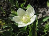 Parnassia palustris. Цветок. Коми, Интинский р-н, Приполярный Урал, хр. Малдынырд, руч. Алькесвож, травянистый берег . 25.07.2010.