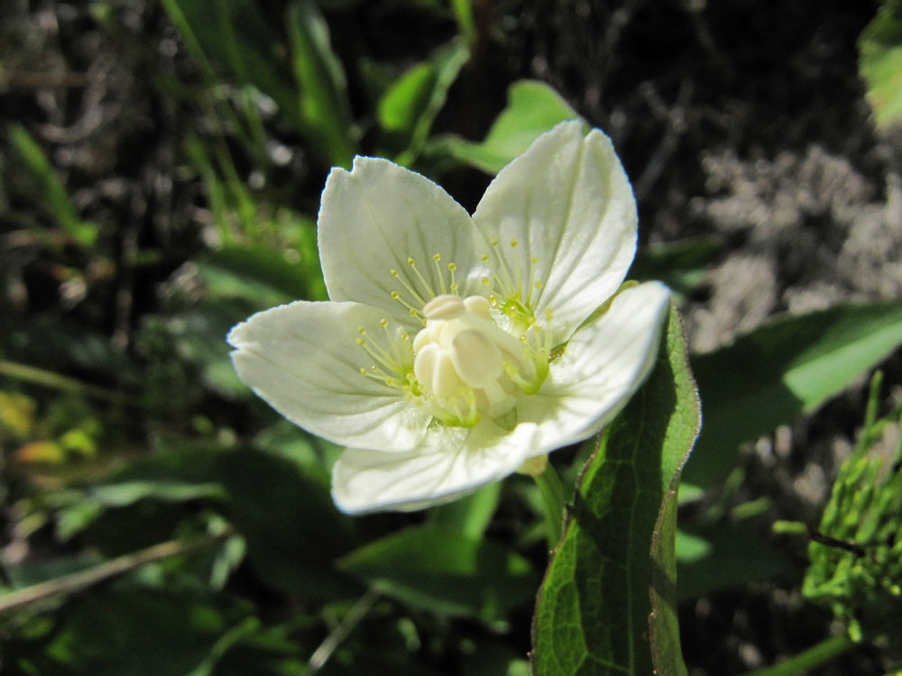 Изображение особи Parnassia palustris.