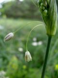 Allium podolicum. Нижний распустившийся цветок соцветия, находящегося в фазе бутонизации. Республика Молдова, Рышканский р-н, окр. с. Хородиште. 04.07.2013.
