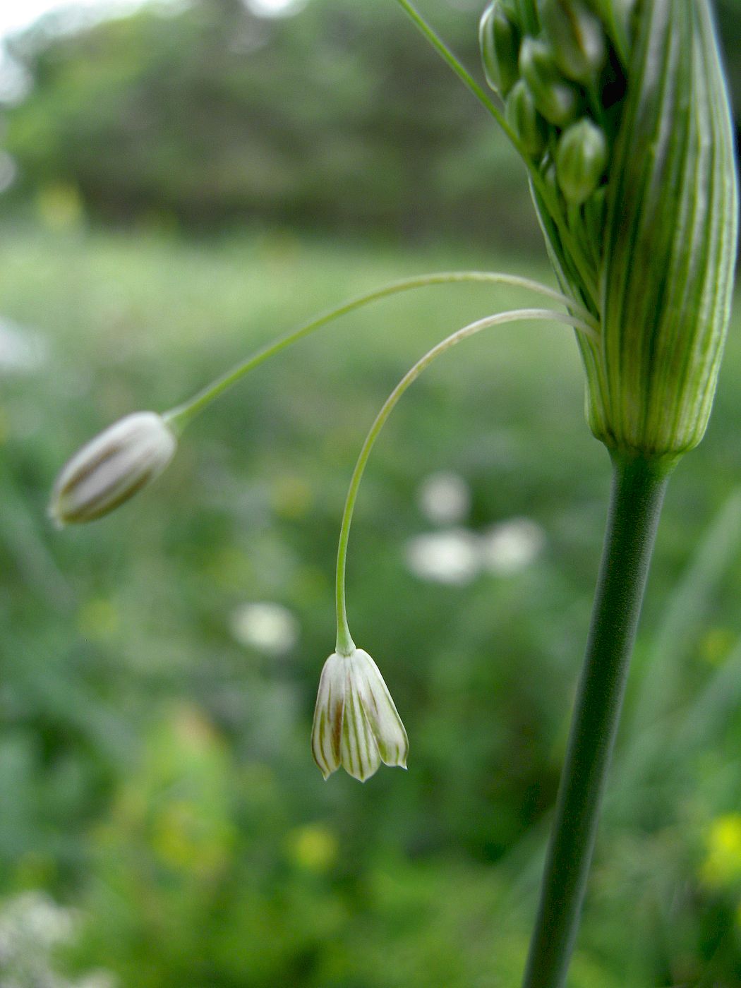 Image of Allium podolicum specimen.