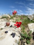 Anemone bucharica