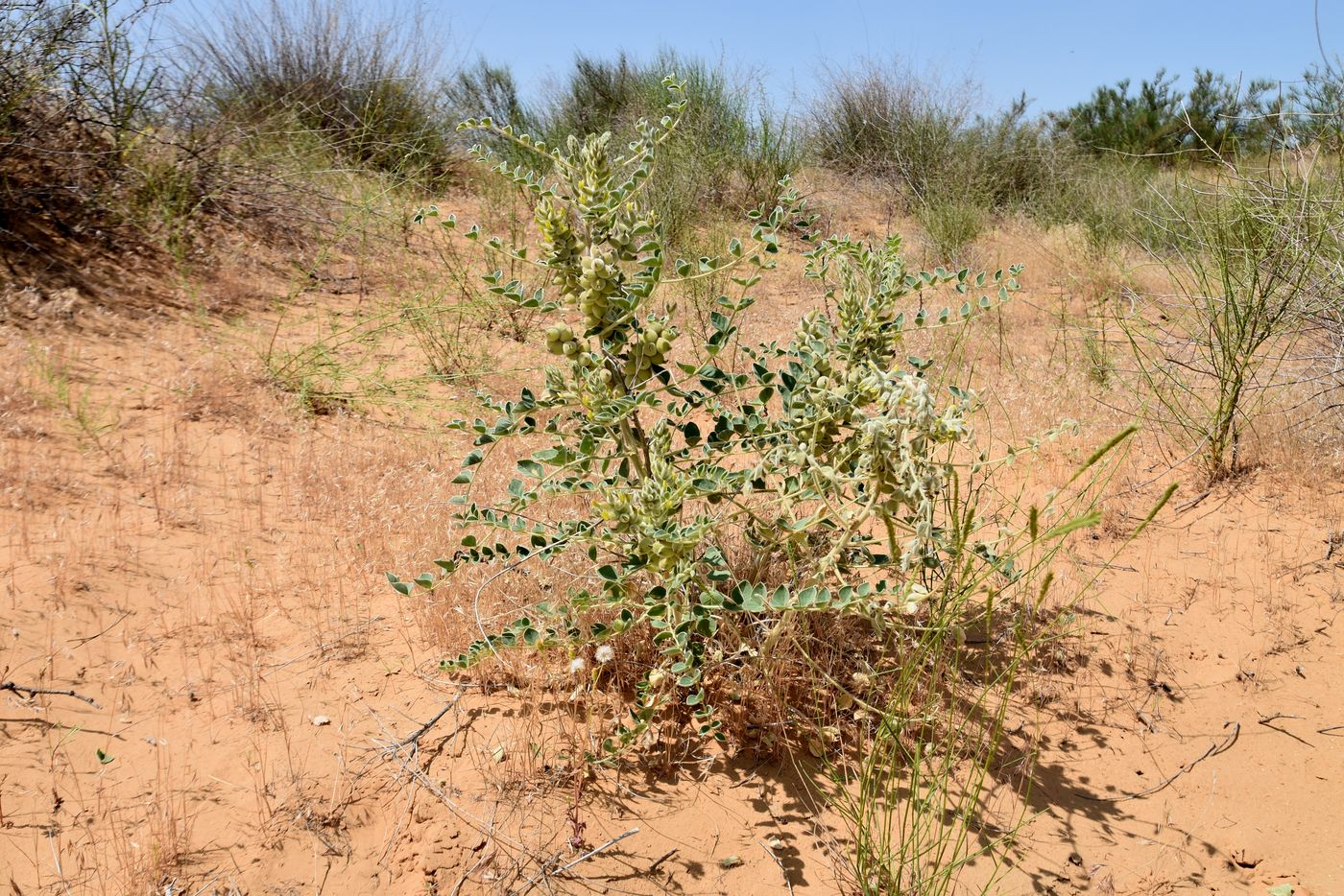 Image of Astragalus lehmannianus specimen.