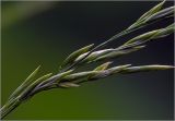 familia Poaceae. Часть соцветия. Московская обл., Раменский р-н, окр. дер. Хрипань, садовый участок. 11.06.2025.