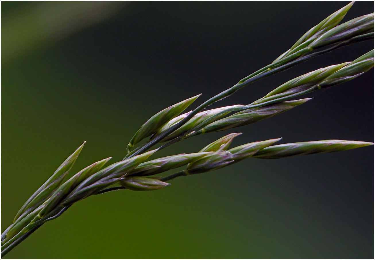 Image of familia Poaceae specimen.