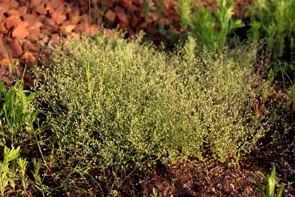 Изображение особи Arenaria serpyllifolia.