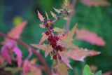 Blitum virgatum