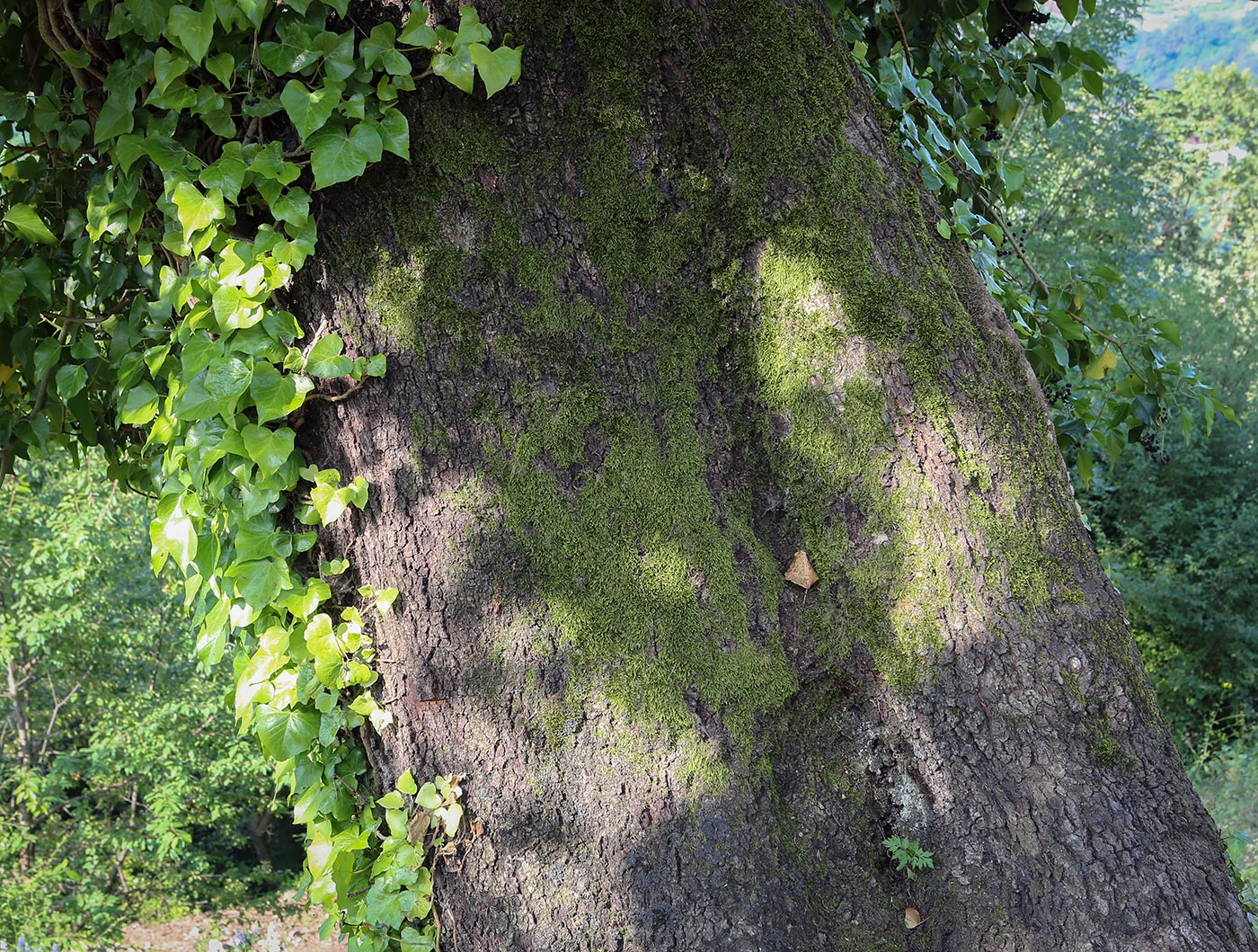 Изображение особи Quercus iberica.