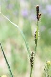 род Carex