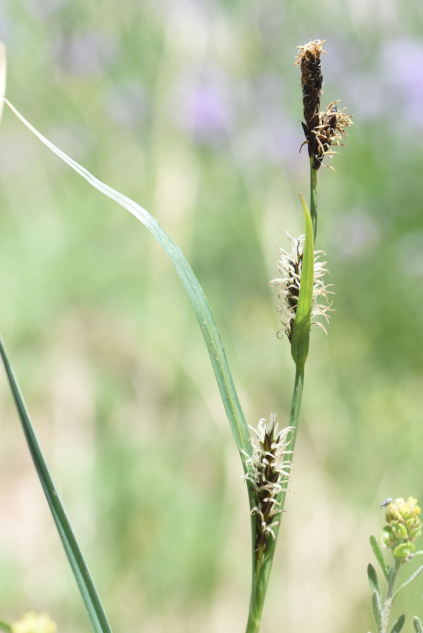 Изображение особи род Carex.