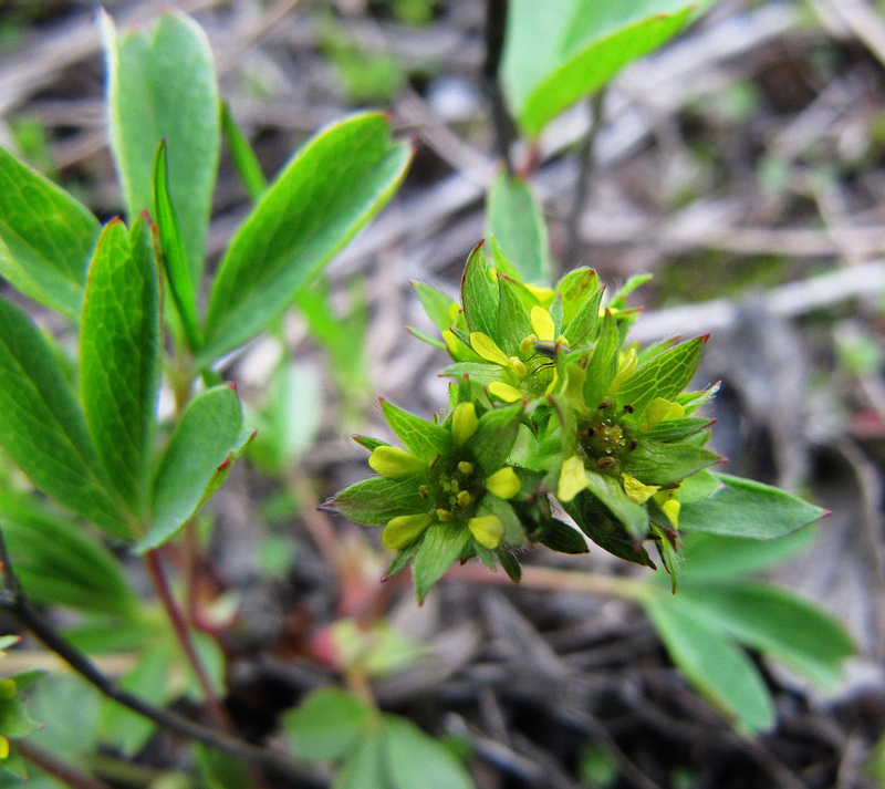 Изображение особи Sibbaldia procumbens.