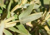 Phlomis lycia. Верхушка побега. Турция, пров. Мугла, р-н Даламан, округ Капукаргын, п-ов Капыдаг, бухта Явансу (Yavansu Koyu), берег Средиземного моря, маквис. 05.05.2025.